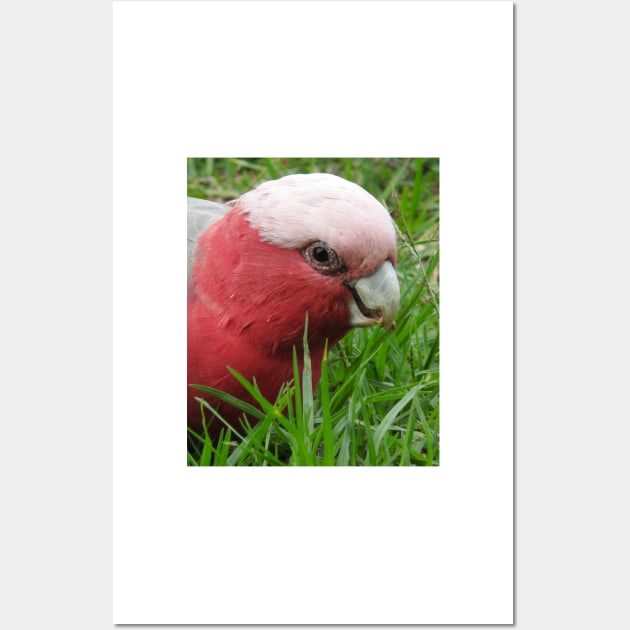 Galah Wall Art by kirstybush